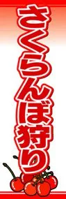 さくらんぼ狩りののぼり旗デザイン