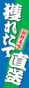 獲れたて直送ののぼり旗デザイン