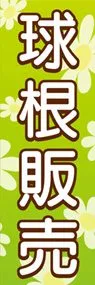 球根販売ののぼり旗デザイン